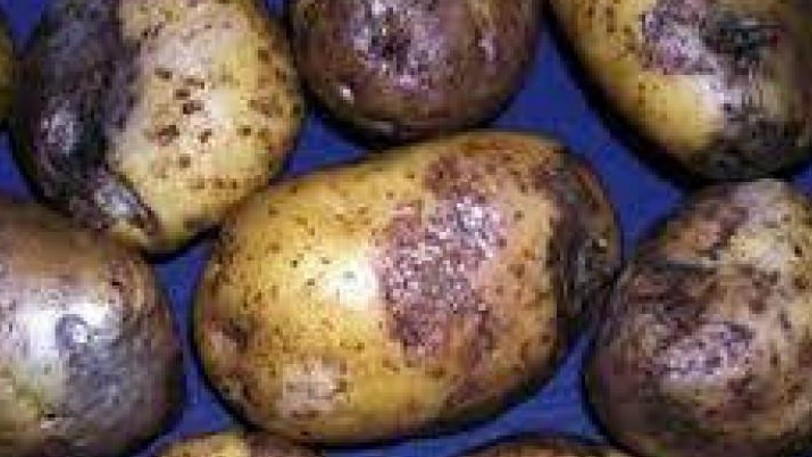 bea 202602 patata tizon.jpg